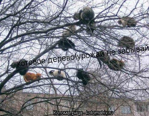 котовое дерево!урожай не забывай!... Котоматрица: котовое дерево!урожай не забывай!