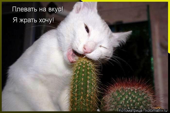 Плевать на вкус! Я жрать хочу!... Котоматрица: Плевать на вкус! Я жрать хочу!