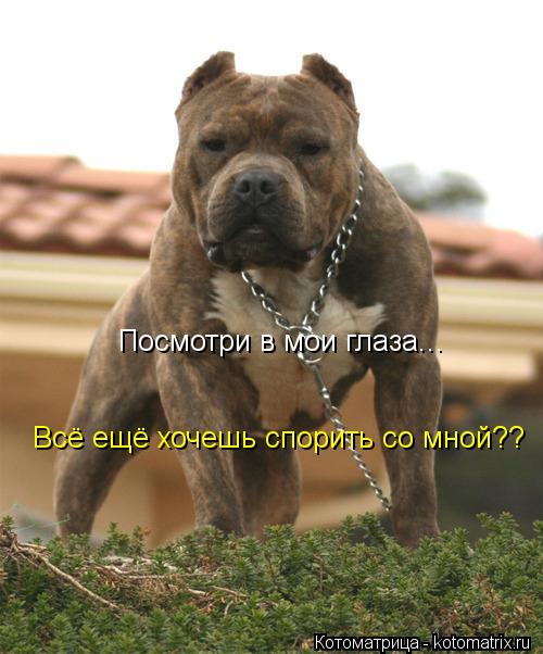 Посмотри в мои глаза... Всё ещё хочешь спорить со мной??... Котоматрица: Посмотри в мои глаза... Всё ещё хочешь спорить со мной??