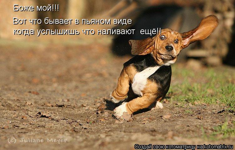 Котоматрица: Боже мой!!! Вот что бывает в пьяном виде когда услышишь что наливают  ещё!!