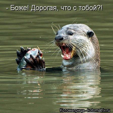 - Боже! Дорогая, что с тобой?!... Котоматрица: - Боже! Дорогая, что с тобой?!