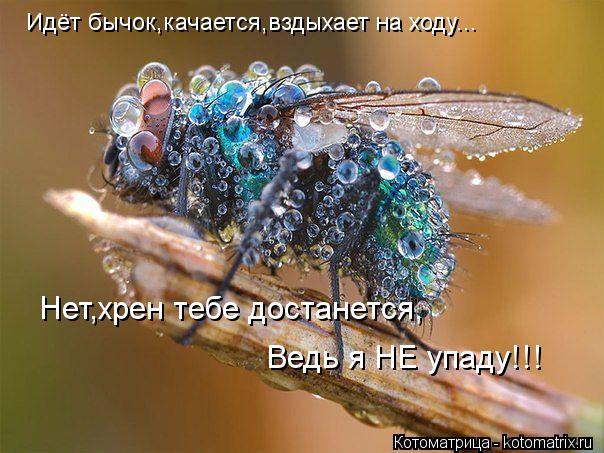 Идёт бычок,качается,вздыхает на ходу... Нет,хрен тебе достанется, Ведь я НЕ упаду!!!... Котоматрица: Идёт бычок,качается,вздыхает на ходу... Нет,хрен тебе достанется, Ведь я НЕ упаду!!!