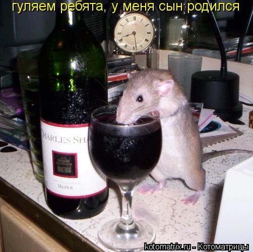 гуляем ребята, у меня сын родился... Котоматрица: гуляем ребята, у меня сын родился