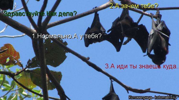 Здравствуйте.Как дела? 1.Нормально.А у тебя? 2.А зачем тебе? 3.А иди ты знаешь куда...... Котоматрица: Здравствуйте.Как дела? 1.Нормально.А у тебя? 2.А зачем тебе? 3.А иди ты знаешь куда...