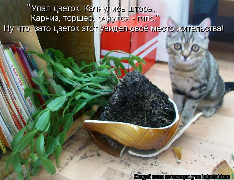 Упал цветок. Качнулись шторы, Карниз, торшер, очнулся - гипс. " " Ну что, зато цветок этот увидел сво... Котоматрица: Упал цветок. Качнулись шторы, Карниз, торшер, очнулся - гипс. " " Ну что, зато цветок этот увидел своё место жительства!