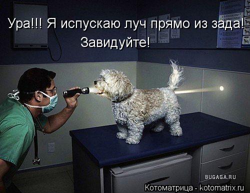 Ура!!! Я испускаю луч прямо из зада! Завидуйте!... Котоматрица: Ура!!! Я испускаю луч прямо из зада! Завидуйте!