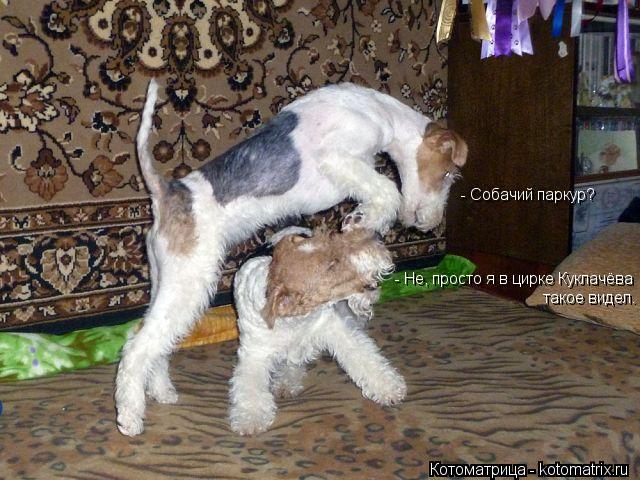- Собачий паркур? - Не, просто я в цирке Куклачёва такое видел.... Котоматрица: - Собачий паркур? - Не, просто я в цирке Куклачёва такое видел.