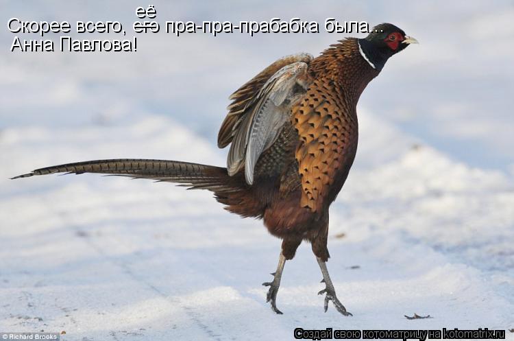Скорее всего, его пра-пра-прабабка была... Анна Павлова! __ её... Котоматрица: Скорее всего, его пра-пра-прабабка была... Анна Павлова! __ её