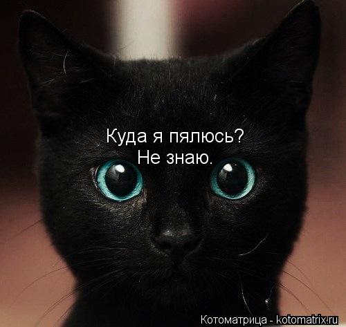 Куда я пялюсь? Не знаю.... Котоматрица: Куда я пялюсь? Не знаю.