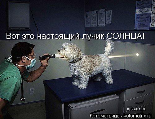 Вот это настоящий лучик СОЛНЦА!... Котоматрица: Вот это настоящий лучик СОЛНЦА!