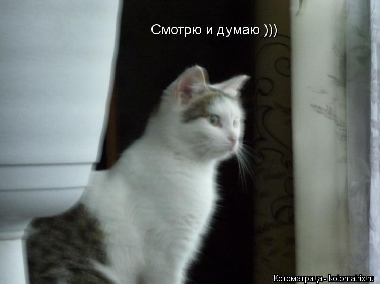 Смотрю и думаю )))... Котоматрица: Смотрю и думаю )))