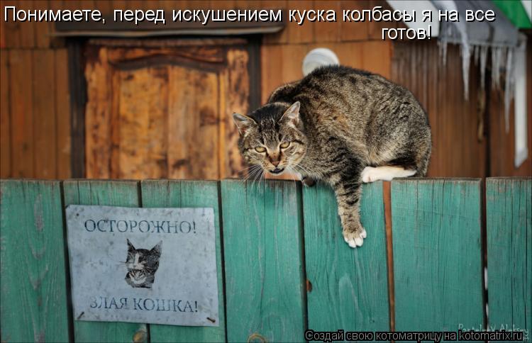 Понимаете, перед искушением куска колбасы я на все готов!... Котоматрица: Понимаете, перед искушением куска колбасы я на все готов!