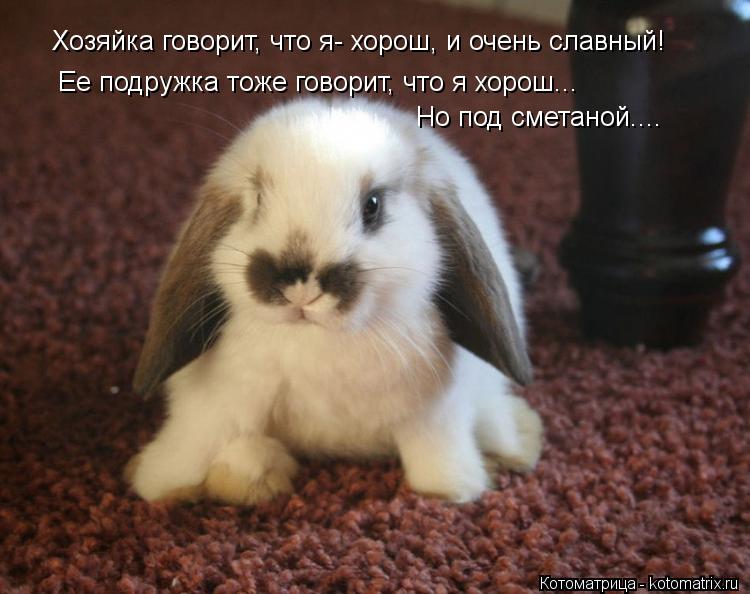 Хозяйка говорит, что я- хорош, и очень славный! Ее подружка тоже говорит, что я хорош... Но под смета... Котоматрица: Хозяйка говорит, что я- хорош, и очень славный! Ее подружка тоже говорит, что я хорош... Но под сметаной....