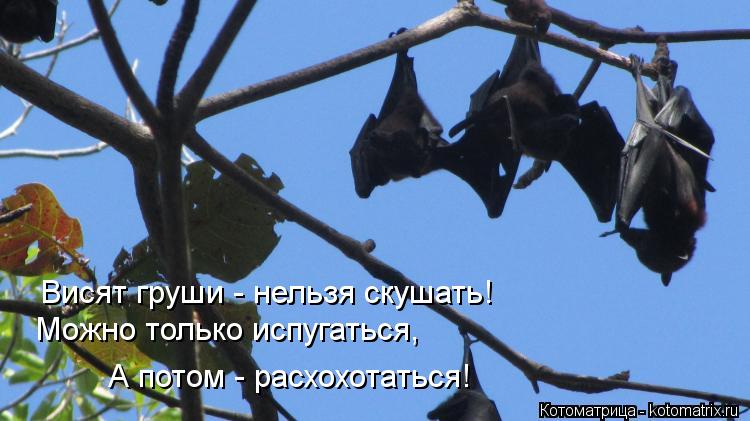 Висят груши - нельзя скушать! Можно только испугаться, А потом - расхохотаться!... Котоматрица: Висят груши - нельзя скушать! Можно только испугаться, А потом - расхохотаться!