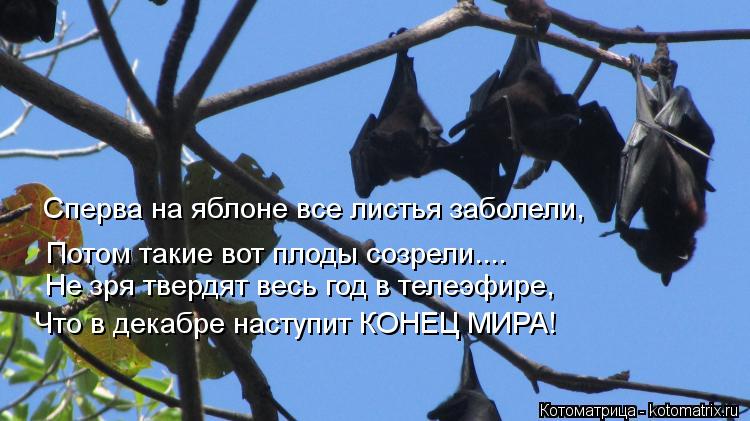 Сперва на яблоне все листья заболели, Потом такие вот плоды созрели.... Не зря твердят весь год в тел... Котоматрица: Сперва на яблоне все листья заболели, Потом такие вот плоды созрели.... Не зря твердят весь год в телеэфире, Что в декабре наступит КОНЕЦ МИРА
