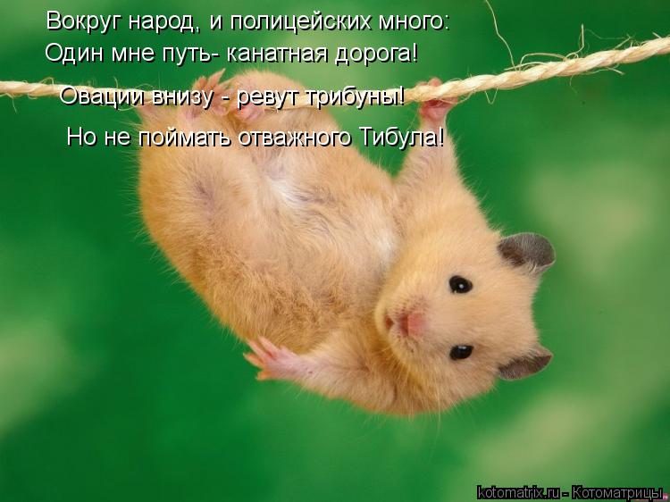 Вокруг народ, и полицейских много: Один мне путь- канатная дорога! Овации внизу - ревут трибуны! Но н... Котоматрица: Вокруг народ, и полицейских много: Один мне путь- канатная дорога! Овации внизу - ревут трибуны! Но не поймать отважного Тибула!
