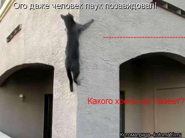 Ого даже человек паук позавидовал! ------------------------------ Какого хрена кот лазеет?!... Котоматрица: Ого даже человек паук позавидовал! ------------------------------ Какого хрена кот лазеет?!