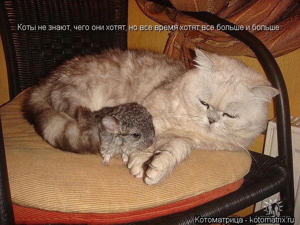 Коты не знают, чего oни хотят, но все время хотят все больше и больше... Котоматрица: Коты не знают, чего oни хотят, но все время хотят все больше и больше