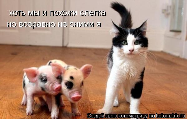хоть мы и похожи слегка но всеравно не сними я... Котоматрица: хоть мы и похожи слегка но всеравно не сними я