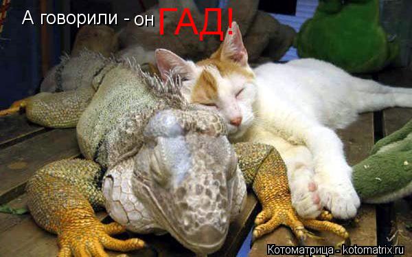 А говорили - он ГАД!... Котоматрица: А говорили - он ГАД!