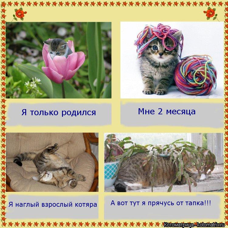 Я только родился Мне 2 месяца Я наглый взрослый котяра А вот тут я прячусь от тапка!!!... Котоматрица: Я только родился Мне 2 месяца Я наглый взрослый котяра А вот тут я прячусь от тапка!!!