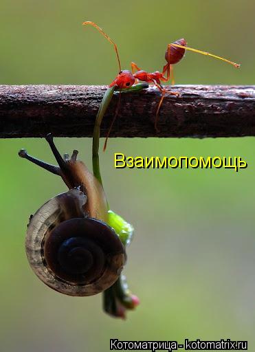 Взаимопомощь... Котоматрица: Взаимопомощь