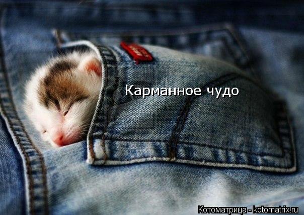 Карманное чудо... Котоматрица: Карманное чудо