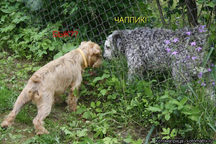 БЫК?? ЧАППИК!... Котоматрица: БЫК?? ЧАППИК!