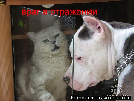 враг в отражении... Котоматрица: враг в отражении
