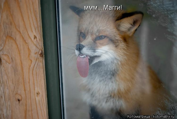 ммм...Магги!... Котоматрица: ммм...Магги!