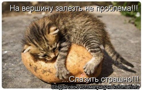 На вершину залезть не проблема!!! ...Слазить страшно!!!... Котоматрица: На вершину залезть не проблема!!! ...Слазить страшно!!!