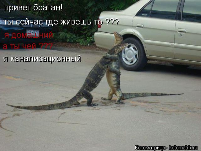 привет братан! ты сейчас где живешь то ??? я домашний а ты чей ??? я канализационный... Котоматрица: привет братан! ты сейчас где живешь то ??? я домашний а ты чей ??? я канализационный