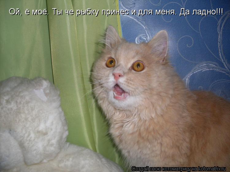 Ой, ё моё. Ты че рыбку принес и для меня. Да ладно!!!... Котоматрица: Ой, ё моё. Ты че рыбку принес и для меня. Да ладно!!!