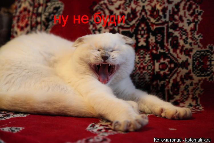 ну не буди... Котоматрица: ну не буди