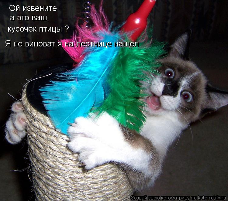 Ой извените а это ваш кусочек птицы ? Я не виноват я на лестнице нащел... Котоматрица: Ой извените а это ваш кусочек птицы ? Я не виноват я на лестнице нащел
