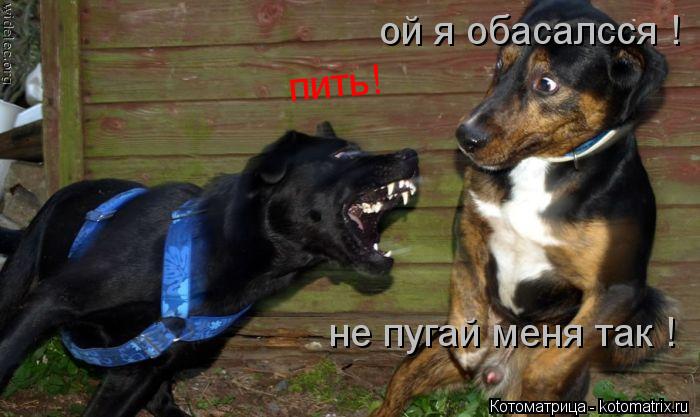 пить! ой я обасалсся ! не пугай меня так !... Котоматрица: пить! ой я обасалсся ! не пугай меня так !