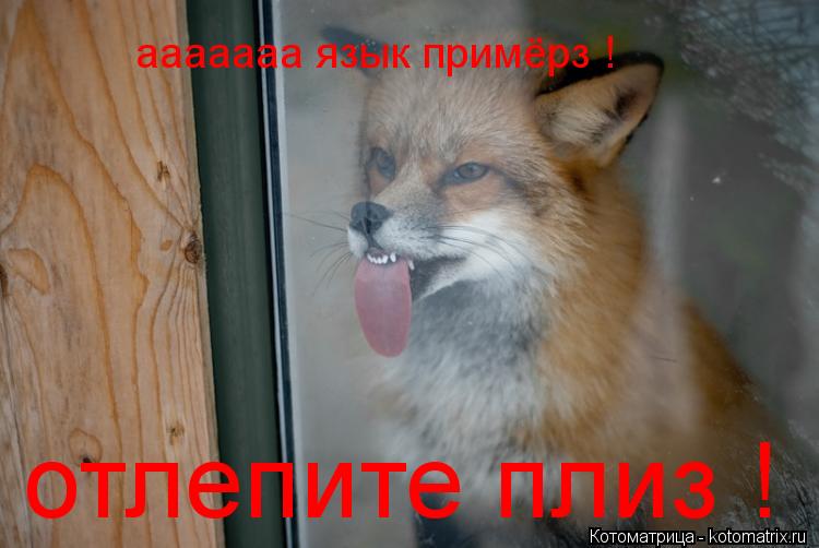 ааааааа язык примёрз ! отлепите плиз !... Котоматрица: ааааааа язык примёрз ! отлепите плиз !
