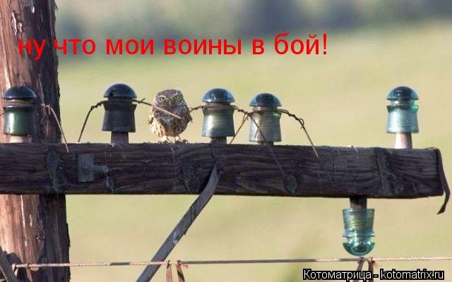 ну что мои воины в бой!... Котоматрица: ну что мои воины в бой!