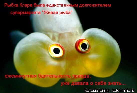 Рыбка Клара была единственным долгожителем супермаркета "Живая рыба" ежеминутная бдительность,правда,... Котоматрица: Рыбка Клара была единственным долгожителем супермаркета "Живая рыба" ежеминутная бдительность,правда, уже давала о себе знать...