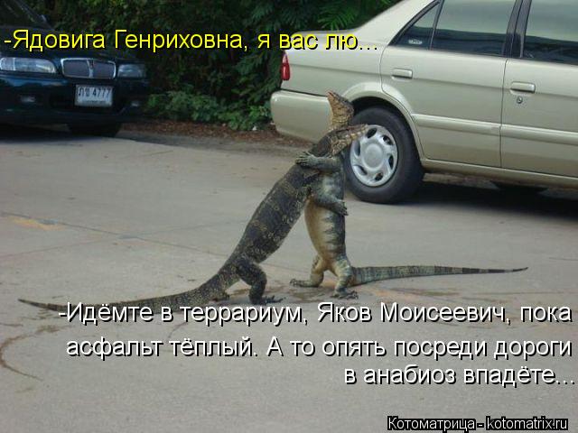 -Ядовига Генриховна, я вас лю... -Идёмте в террариум, Яков Моисеевич, пока асфальт тёплый. А то опят... Котоматрица: -Ядовига Генриховна, я вас лю... -Идёмте в террариум, Яков Моисеевич, пока асфальт тёплый. А то опять посреди дороги в анабиоз впадёте...