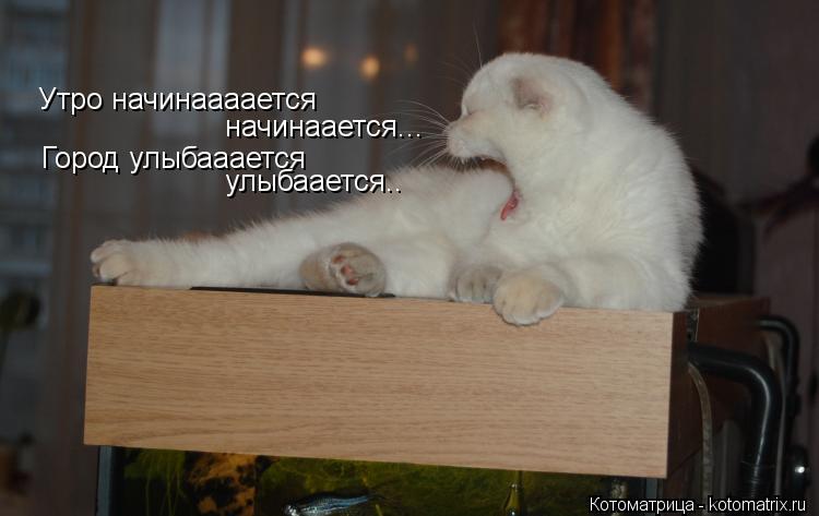 Утро начинаааается начинаается... Город улыбааается улыбаается..... Котоматрица: Утро начинаааается начинаается... Город улыбааается улыбаается..
