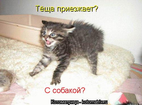 Тёща приезжает? С собакой?... Котоматрица: Тёща приезжает? С собакой?