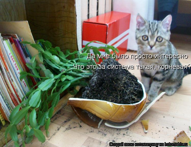Да мне было просто интересно Что это за система такая, корневая?... Котоматрица: Да мне было просто интересно Что это за система такая, корневая?