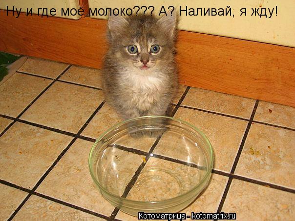 Ну и где моё молоко??? А? Наливай, я жду!... Котоматрица: Ну и где моё молоко??? А? Наливай, я жду!