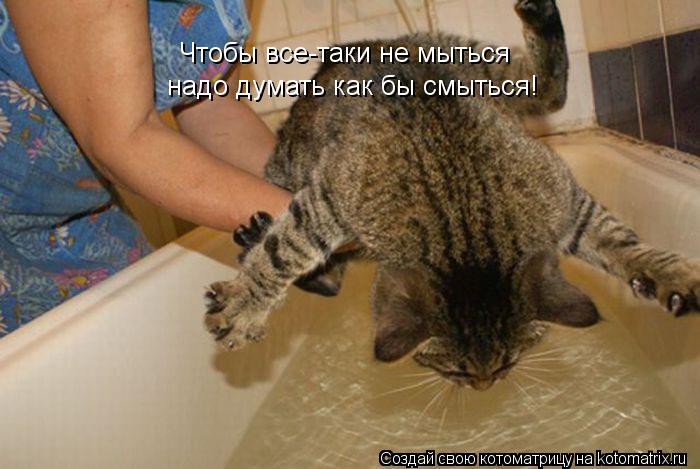 Чтобы все-таки не мыться надо думать как бы смыться!... Котоматрица: Чтобы все-таки не мыться надо думать как бы смыться!