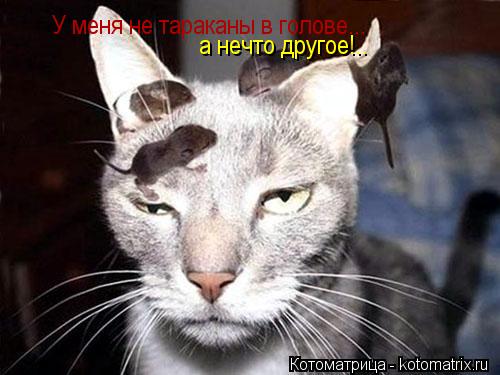 У меня не тараканы в голове... а нечто другое!..... Котоматрица: У меня не тараканы в голове... а нечто другое!..