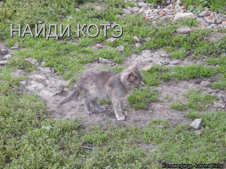 Котоматрица: НАЙДИ КОТЭ