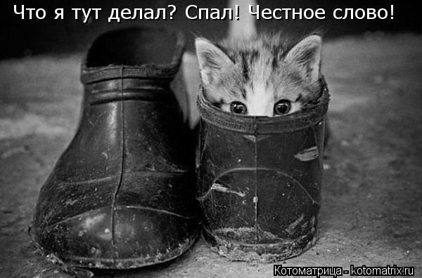 Что я тут делал? Спал! Честное слово!... Котоматрица: Что я тут делал? Спал! Честное слово!