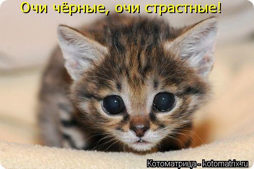 Очи чёрные, очи страстные!... Котоматрица: Очи чёрные, очи страстные!