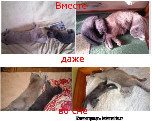 Вместе даже во сне... Котоматрица: Вместе даже во сне